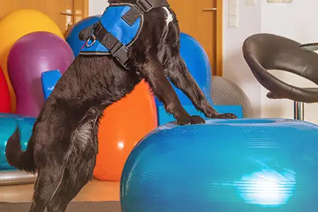 Academia para Animais Cuidare Pet Fisio