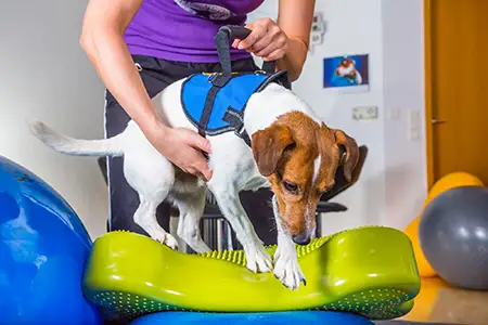 Cuidare Pet exercícios fisioterapia pra cães