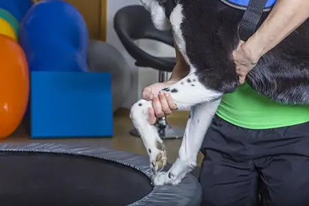 Fisioterapia para Animais Idosos Cuidare Pet Fisio