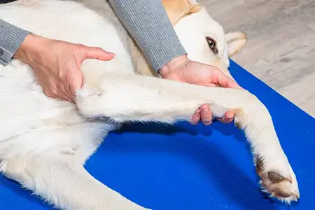 Cuidare Pet Fisioterapia de Cães BH
